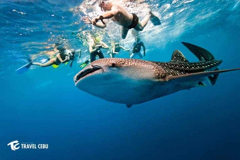 Cebu Tourist Spots whale shark
